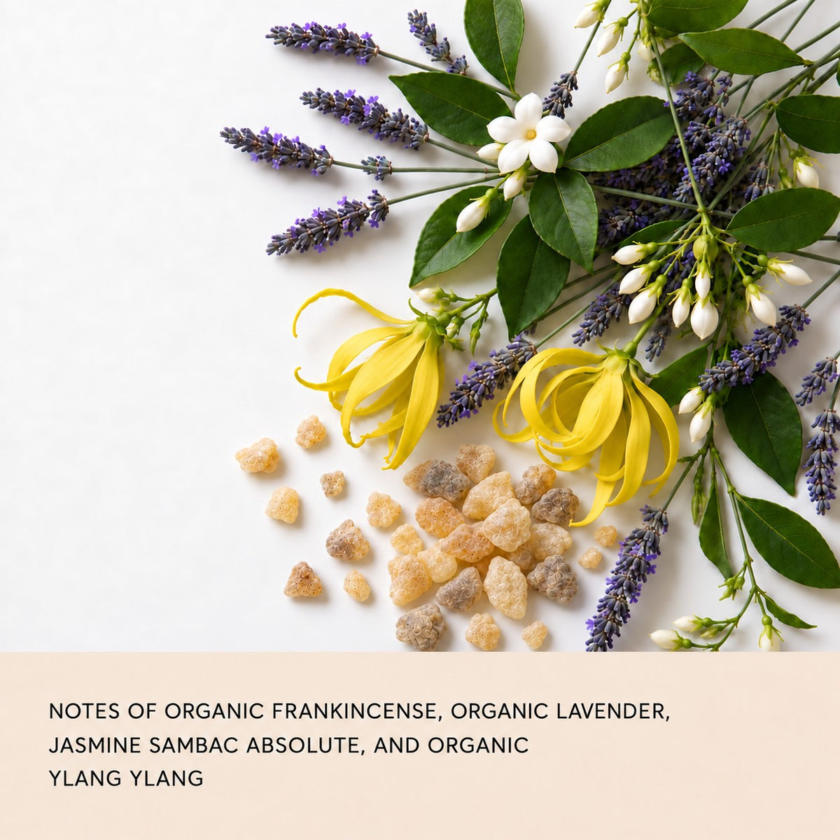 Flay lay of frankincense, ylang ylang, jasmine, and lavender florals with a description of the scent