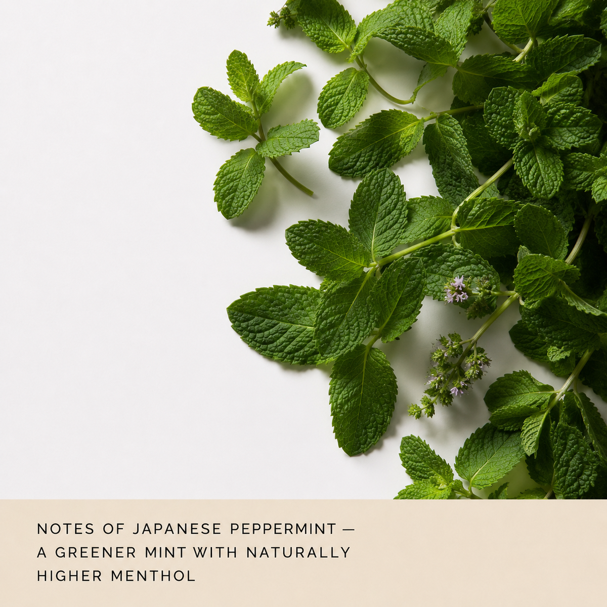 Fresh green peppermint leaves arranged on a white background with a beige text banner at the bottom reading 'NOTES OF JAPANESE PEPPERMINT — A GREENER MINT WITH NATURALLY HIGHER MENTHOL'.