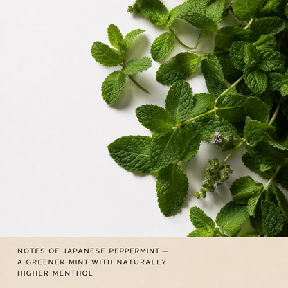 Fresh green peppermint leaves arranged on a white background with a beige text banner at the bottom reading 'NOTES OF JAPANESE PEPPERMINT — A GREENER MINT WITH NATURALLY HIGHER MENTHOL'.