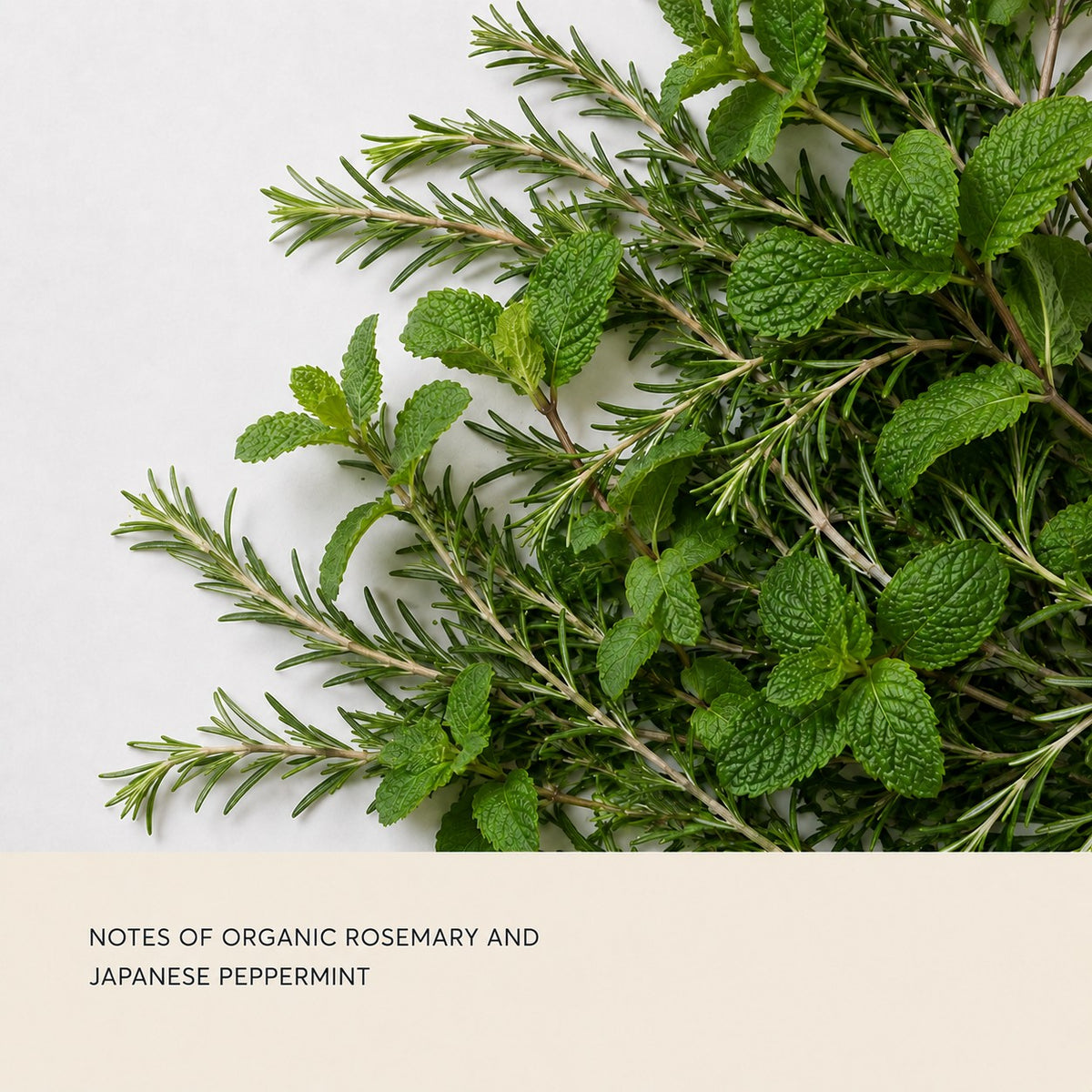 Fresh organic rosemary and Japanese peppermint herbs arranged diagonally on a light background, with a text banner at the bottom reading 'NOTES OF ORGANIC ROSEMARY AND JAPANESE PEPPERMINT'.