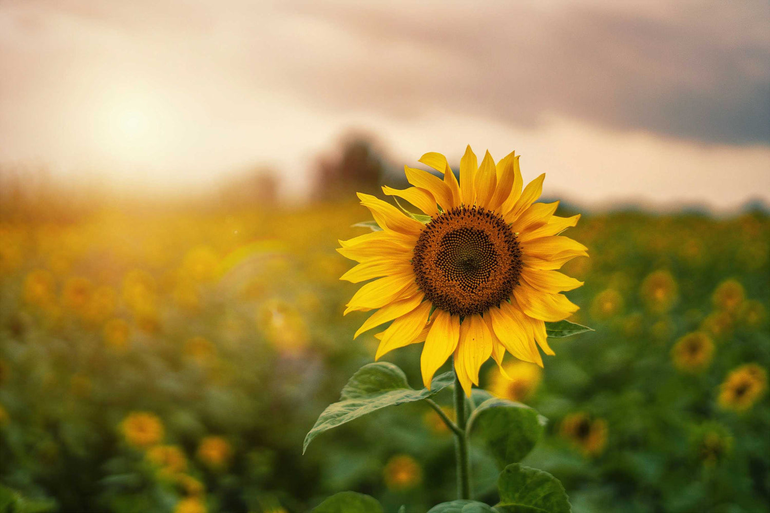 Sunflower in field