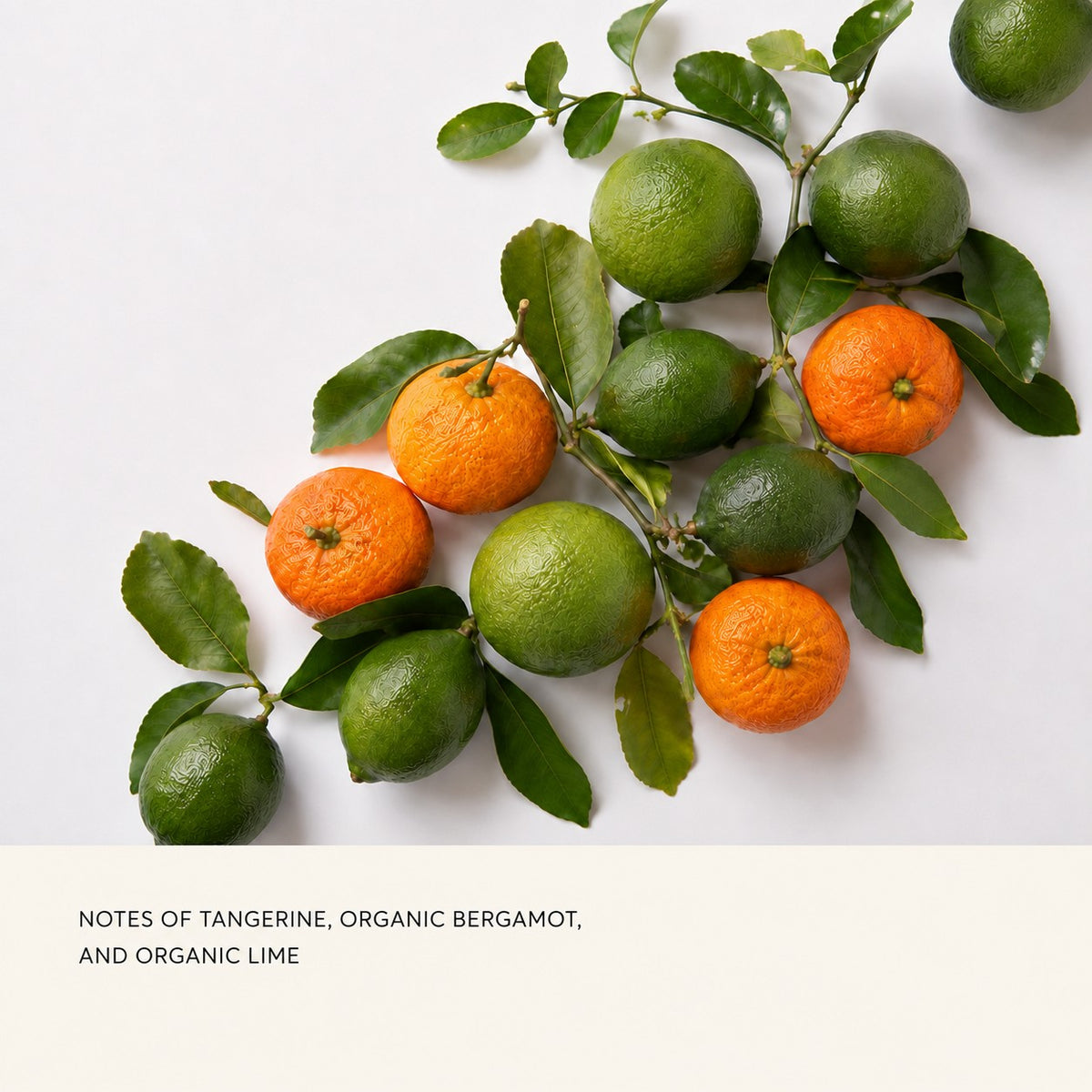 A styled flat-lay of citrus fruits on a white background, including several green limes, one orange mandarin, and two orange bergamots, with green leaves. Below the fruit, a cream-colored band contains the text: 'NOTES OF TANGERINE, ORGANIC BERGAMOT, AND ORGANIC LIME'.