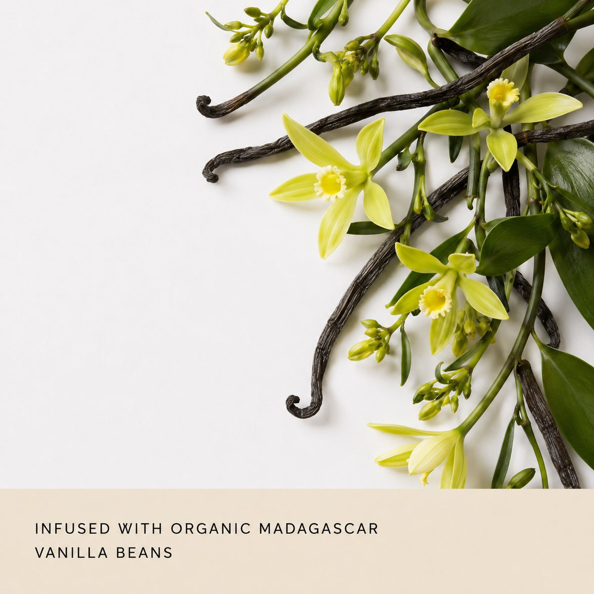 Vanilla flowers and dark vanilla beans arranged on a white background with a beige text banner at the bottom that reads 'INFUSED WITH ORGANIC MADAGASCAR VANILLA BEANS'.
